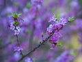 Blooming daphne mezereum . Beautiful mezereon blossoms in spring. Branch with purple flowers of mezereum, mezereon, spurge laurel Royalty Free Stock Photo