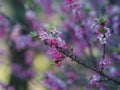 Blooming daphne mezereum . Beautiful mezereon blossoms in spring. Branch with purple flowers of mezereum, mezereon, spurge laurel Royalty Free Stock Photo