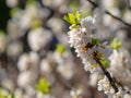 Blooming daphne mezereum . Beautiful mezereon blossoms in spring. Branch with white flowers of mezereum, mezereon, spurge laurel Royalty Free Stock Photo