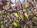 Blooming daphne mezereum . Beautiful mezereon blossoms in spring. Branch with white flowers of mezereum, mezereon, spurge laurel Royalty Free Stock Photo