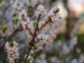 Blooming daphne mezereum . Beautiful mezereon blossoms in spring. Branch with white flowers of mezereum, mezereon, spurge laurel Royalty Free Stock Photo