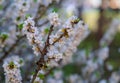 Blooming daphne mezereum . Beautiful mezereon blossoms in spring. Branch with white flowers of mezereum, mezereon, spurge laurel Royalty Free Stock Photo