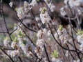 Blooming daphne mezereum . Beautiful mezereon blossoms in spring. Branch with white flowers of mezereum, mezereon, spurge laurel Royalty Free Stock Photo