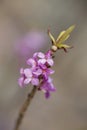 Blooming Daphne mezereum, February daphne Royalty Free Stock Photo