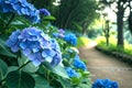 Blooming dark blue hydrangea flowers with lush petals and background Royalty Free Stock Photo