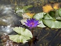 Blooming dark blue nymphea closeup (Lat. - nymphaea caerulea