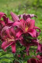 Blooming dark fuschia lilies growing in the garden. Dark pink asian hybrid lily flowers on a green grass background