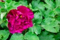 Blooming dark peony in the foliage. Peony flower close-up.