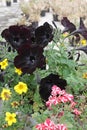 Blooming dark petunia flower with green leaves in garden. Dark violet Petunia Floral pattern Royalty Free Stock Photo