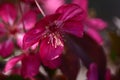 blooming dark pink apple tree. Beautiful crab apple tree Royalty Free Stock Photo