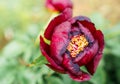 Blooming dark Pink Peony Flower On Blurred Natural Green Background. Royalty Free Stock Photo