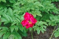 Blooming dark Pink Peony Flower On Blurred Natural Green Background. Royalty Free Stock Photo