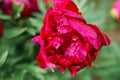 Blooming dark Pink Peony Flower On Blurred Natural Green Background. Royalty Free Stock Photo