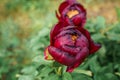 Blooming dark Pink Peony Flower On Blurred Natural Green Background. Royalty Free Stock Photo