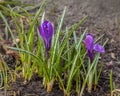 Blooming dark purple crocuses in the garden in March