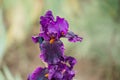 Blooming dark purple iris Flower On Blurred Natural Green Background. Royalty Free Stock Photo