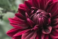 Blooming dark red dahlia