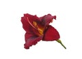 Blooming dark red daylily Royalty Free Stock Photo