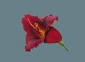 Blooming dark red daylily Royalty Free Stock Photo