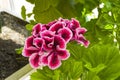 Blooming dark-red geranium