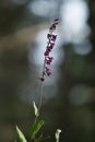 Blooming dark-red helleborine, Epipactis atrorubens