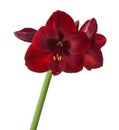 Blooming dark red hippeastrum amaryllis Carmen