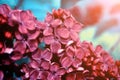 Blooming dark red lilac flowers under soft light -flo Royalty Free Stock Photo