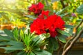 Blooming dark red Rhododendron Azalea spring time