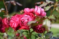 Dark pink garden rose is blooming Royalty Free Stock Photo