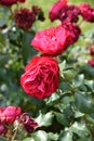 Dark pink garden rose is blooming Royalty Free Stock Photo