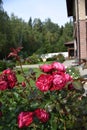 Park or garden rose growing and blooming with beautiful dark pink flowers