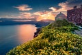 Blooming dasie flovers on the volcanic coast on Santorini island.