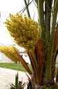 Blooming date palm - large clusters of inflorescences