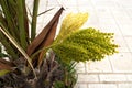 Blooming date palm - large clusters of inflorescences