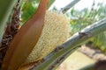 Blooming date palm male flower.