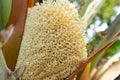 Blooming date palm male flower.