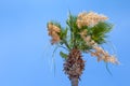 Blooming date palm tree close up. Flowering of the Trachycarpus palm