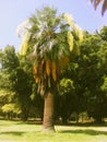 Blooming date palm tree with fruits Royalty Free Stock Photo