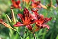 Blooming daylilies - Hemerocallis Royalty Free Stock Photo