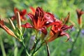 Blooming daylilies - Hemerocallis Royalty Free Stock Photo