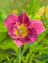 Blooming Daylily of flower beds