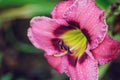 Blooming daylily flowers `Always Afternoon` closeup