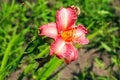 Blooming daylily flowers or Hemerocallis flower, close-up on a sunny day. The beauty of an ornamental flower in the garden Royalty Free Stock Photo