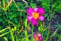 Blooming daylily flowers or Hemerocallis flower, close-up on a sunny day. Hemerocallis Black Falcon Ritual. The beauty of an