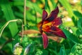 Blooming daylily flowers or Hemerocallis flower, close-up on a sunny day. Hemerocallis Black Falcon Ritual. The beauty of an