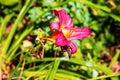 Blooming daylily flowers or Hemerocallis flower, close-up on a sunny day. Hemerocallis Black Falcon Ritual. The beauty of an