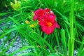 Blooming daylily flowers or Hemerocallis flower, close-up on a sunny day. Hemerocallis Black Falcon Ritual. The beauty of an