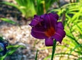 Blooming daylily flowers or Hemerocallis flower, close-up on a sunny day. Hemerocallis Black Falcon Ritual. The beauty of an