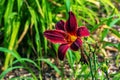 Blooming daylily flowers or Hemerocallis flower, close-up on a sunny day. Hemerocallis Black Falcon Ritual. The beauty of an