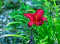 Blooming daylily flowers or Hemerocallis flower, close-up on a sunny day. Hemerocallis Black Falcon Ritual. The beauty of an